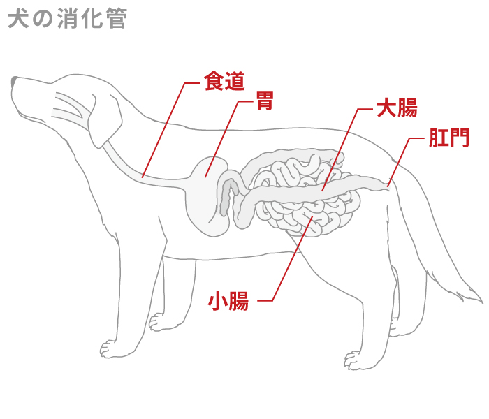 犬の消化管